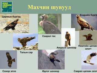 Version 2.0 betaЛандшафтын ЗүйлүүдийнСонгох программ