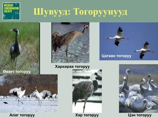Тууртан амьтадХалиун бугаБор гөрөөсЦагаан зээрШивэр хандгай