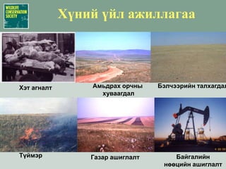 Хярс үнэгШар үнэгМануул мийМахчин амьтадХотны үенСаарал чоноӨмхий хүрнэДорго