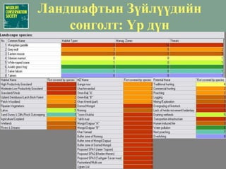 Махчин шувуудХээрийн бүргэдЦармын бүргэдСаарал тасНамгийн цагаан элэгтAмурын шонхорТалын сарИдлэг шонхорСаарал цагаан элэгтСохор элээ