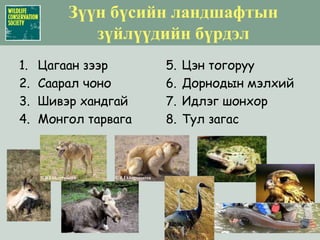 Ховор шувуудАзийн цууцальХошуу галууХалбаган хошуутРекилт цахлайХонин тоодогХар өрөвтас