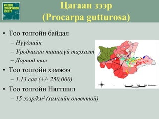 Шувууд: ТогоруунуудЦагаан тогорууХархираа тогорууӨвөгт тогорууЦэн тогорууАлаг тогорууХар тогоруу