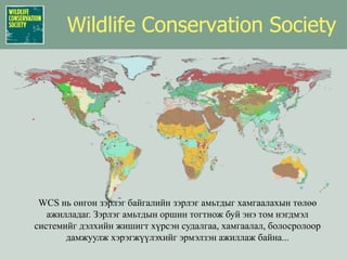 Wildlife Conservation SocietyWCS нь онгон зэрлэг байгалийн зэрлэг амьтдыг хамгаалахын төлөө ажилладаг. Зэрлэг амьтдын оршин тогтнож буй энэ том нэгдмэл системийг дэлхийн жишигт хүрсэн судалгаа, хамгаалал, болосролоор дамжуулж хэрэгжүүлэхийг эрмэлзэн ажиллаж байна...   