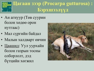 Ландшафтын Зүйлүүдийн сонголт: Үр дүн