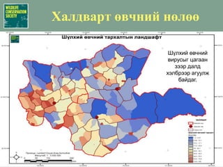 Цагаан зээр: Биологийн ландшафтЗуны улирал дахь амьдрах орчны боломжит чадамжNDVI-ийн мэдээлэл (5 жилийн дундаж): өндөр онооУргамалжилтыг зөв сонгосноор билчээрийн “чанар”-ыг нэмэгдүүлэх  (сонгино)Шавьжнаас шалтгаалан бэлчээрийн “чанар” буурсанОйн бүс нутгыг тооцоонд оруулаагүй
