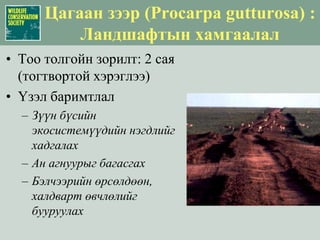 Цагаан зээр (Procarpa gutturosa) : БэрхшээлүүдАн агнуур (Төв суурин болон хөдөө орон нутгаас)Мал сүргийн байдалМалын халдварт өвчинЦаашид: Уул уурхайн болон газрын тосны олборлолт, дэд бүтцийн хөгжил
