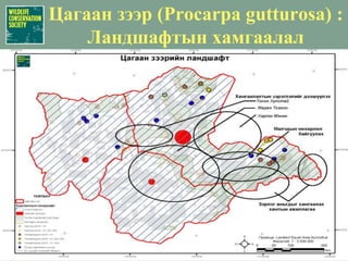 Халдварт өвчний нөлөөШүлхий өвчний вирусыг цагаан зээр далд хэлбрээр агуулж байдаг.
