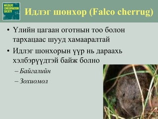 Цагаан зээр (Procarpa gutturosa): Ландшафтын хамгаалалУлсын хэмжээндГазар ашиглах төлөвлөгөөХууль эрх зүйн шинэчлэлт (Ан агнуурын тухай хууль)Тусгай Хамгаалалттай ГазарЗэрлэг амьтдыг хамгаалах хамтын ажиллагаа:  Хууль хэрэгжүүлэгч байгууллагууд, шийдвэр гаргагчдыг чадавхижуулж байлагийн нөөц баялагийг зөв зохицтой хэрэглэх, хэрэглээг хянах арганд сургах замаар хамтын ажиллагааг өргөжүүлэхТХГ-уудын статусыг нэмэгдүүлэх болон шинээр авхаар төлөвлөж буй газруудын талаар сурталчилгаа хийх
