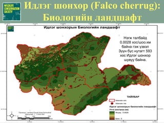 Цагаан зээр (Procarpa gutturosa) : Ландшафтын хамгаалал
