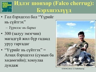 Цагаан зээр (Procarpa gutturosa) : Ландшафтын хамгаалалМалын вакцинжуулалтыг сурталчилахШүлхий өвчинг урьдчилан сэргийлэх, ажиглалт хийхМал аж ахуйн салбарыг дэмжих зорилгоор вакцинжуулалтын санг бий болгохЗэрлэг амьтдад энэхүү санд хамрагдах зөв стратегийг боловсруулахЦагаан зээр, мал хоёрын хоорондох өвчлөлийн давтамжийг судлах
