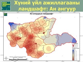 Идлэг шонхор (Falco cherrug)Тоо толгойн хэмжээ1200-2800 үржлийн хос (2003)Зүүн бүс нутагт ойролцоогоор 240-560 хосТоо толгойн нягтшил (Тал хээр)0.0028 хос/шоо.кмФото: Simon Busittil/RSPB