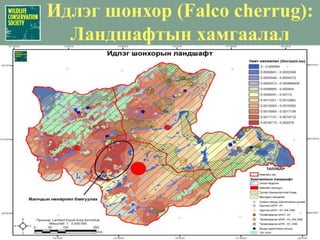 Идлэг шонхор (Falco cherrug):Биологийн ландшафтНэгж талбайд  0.0028 хос/шоо.км байна гэж үзвэл Зүүн бүс нутагт 593 хос Идлэг шонхор шувуу байна. 
