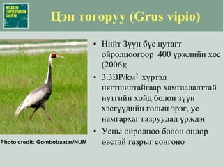 Идлэг шонхор (Falco cherrug):БэрхшээлүүдГол бэрхшээл бол “Үүрийг нь сүйтгэх” Үүрнээс нь барих300 (залуу эмэгчин) магадгүй жил бүр гадаад уруу гаргадаг“Үүрийг нь сүйтгэх” = Агнах бэрхшээл (сумын ба хөдөөгийн); хоюулаа дундаж© МУИС,Фото: С.Гомбобаатар