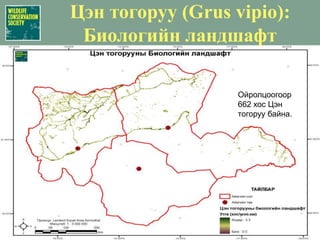 Идлэг шонхор (Falco cherrug):Ландшафтын хамгаалалТоо толгойн зорилт (тогтвортой ашиглалт)Аймаг бүрт 50 үржлийн хосыг нэмэгдүүлэх (нийт = 150)[593 боломжит – 229 өнөөгийн = 364 зөрүү]Үзэл баримтлалТөсвийн хуваарилалтанд суулгах ($10,000/шувуу) Нөхөрлөл, сум, аймагАлбан ёсны Менежментийн Тогтолцоо (CITES-ийншаардлагаар)Тоо толгойн хэмжээ (Дорнод талын бүс)Урт хугацааны мониторинг: ангилал, судалгаа болон бусадХяналт шинжилгээний нөлөөлөл ба эрх зүйн арга хэмжээг тодорхойлохМенежмент, Мониторингтой холбоо бүхий квотАлбан ёсоор барих болон Экспортын төлөвлөгөө