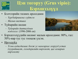 Идлэг шонхор (Falco cherrug):Ландшафтын хамгаалалУлс, аймаг болон сумИдлэг шонхорын худалдаа ба менежментийн хуулийн хэрэгжилтГазрын менежмент: Байгалийн үүрнүүдийг хадгалан хамгаалахЦахилгааны шугамын менежмент (зохиомол үүр)Сүйтгэгдсэн үүрнүүдийн оронд өөр хувилбар бий болгохШугам тавих ажлыг ангаахайлахаас өмнө үед хийхНөхөрлөлНөхөрлөлүүдийн үүр хамгаалах үйл ажиллагааҮүр сүйтгэхийг зогсоох: “Үүр болон ангаахайнуудыг ажиглах”Байгалийн суулт газрыг хадгалан хамгаалахОйн зурвас ба хад чулуурхаг газруудИдэш тэжээлийн амьтадМэрэгчдийн эсрэг хор хэрэглэхэд тавьсан хоригийг                    үргэлжлүүлэхБэлчээрийн газрын мониторинг ба менежмент