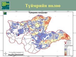 Цэн тогоруу (Grus vipio)Нийт Зүүн бүс нутагт ойролцоогоор  400 үржлийн хос (2006); 3.3BP/kм2 хүртэл нягтшилтайгаар хамгаалалттай нутгийн хойд болон зүүн хэсгүүдийн голын эрэг, ус намгархаг газруудад үрждэгУсны ойролцоо болон өндөр өвстэй газрыг сонгоноPhoto credit: Gombobaatar/NUM