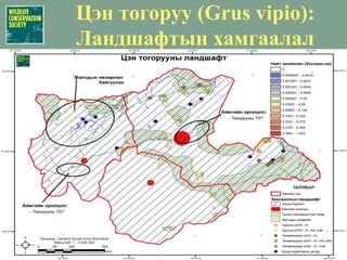 Цэн тогоруу (Grus vipio):БэрхшээлүүдБэлчээрийн төлөөх өрсөлдөөнҮүр/байршилыг сүйтгэхМалын нягтшилТүймрийн нөлөөТүймрийн давтагдлын                                                       мэдээлэл (1996-2006 он)Бэрхшээлүүдийн нөлөөгмалын өрсөлдөөн: 80%, гал: 50%-иар тус тус тооцож үзсэн.ИрээдүйдУсны алдагдалаас болж ус намгархаг газрууд устах (хуурайшилт, гольдорилийн өөрчлөлт, цаг агаарын өөрчлөлт)