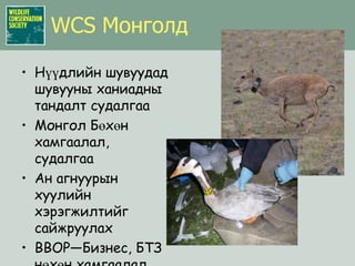 Бэлчээрийн төлөөх өрсөлдөөн