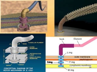 Subfibrillose Rings Introduction to nanoparticles and bionanomaterials | PPTX