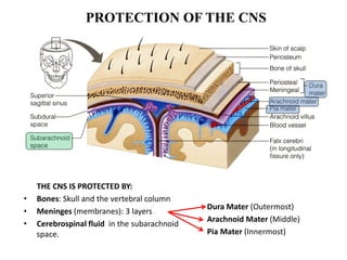 INTRO NEUROANATOMY MODULAR 2025.pdf give an overview | PDF