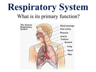 Respiratory System What is its primary function? 