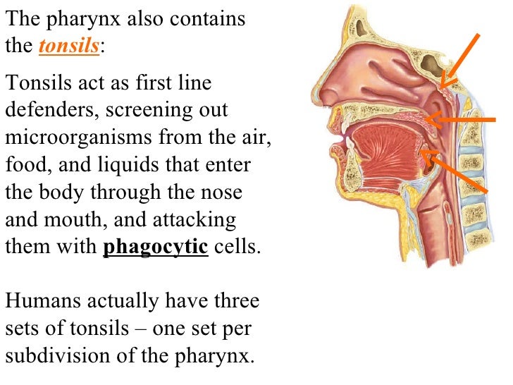 nasopharynx auditory tube nasopharynx auditory tube