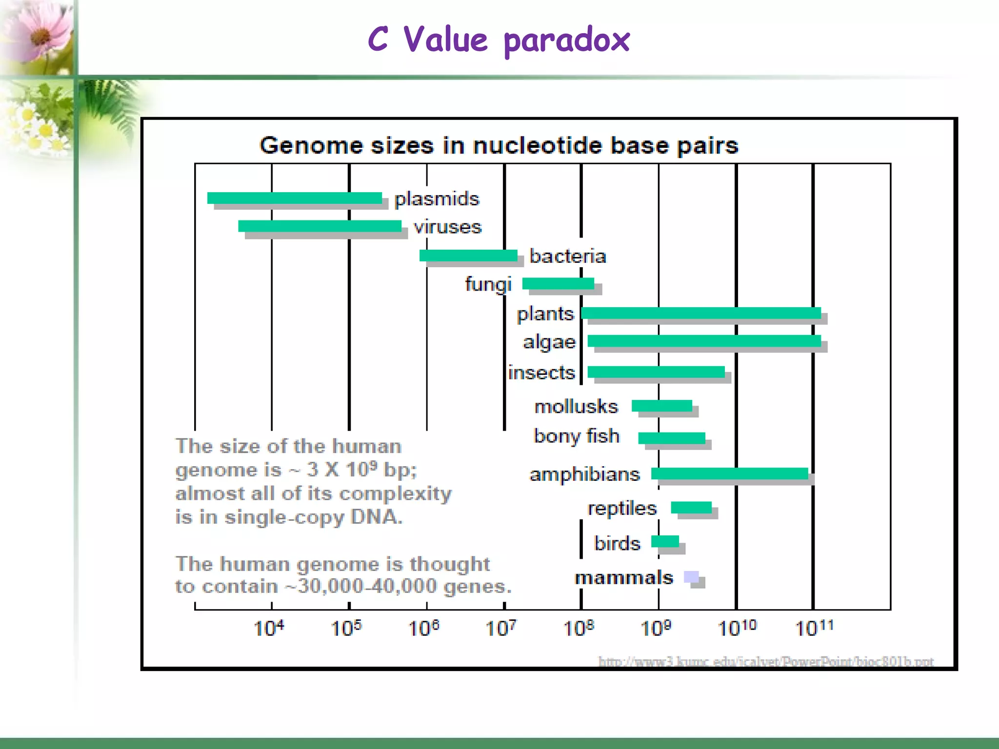Introns: structure and functions | PPT