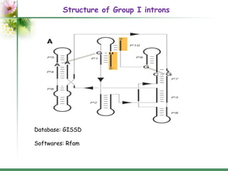 Introns: structure and functions | PPT