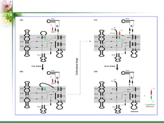 Introns: structure and functions | PPT