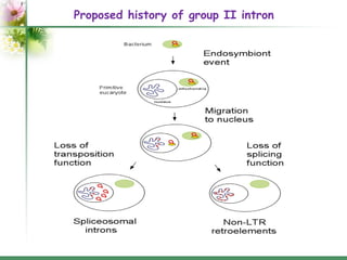Introns: structure and functions | PPT
