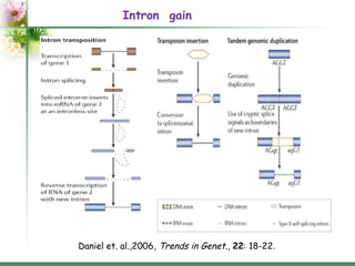 Introns: structure and functions | PPT