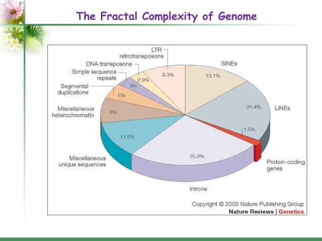Introns: structure and functions | PPT