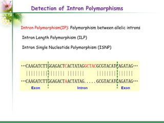Introns: structure and functions | PPT
