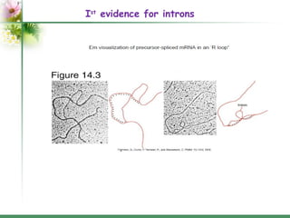 Introns: structure and functions | PPT