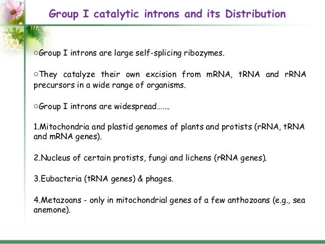 Introns Structure And Functions