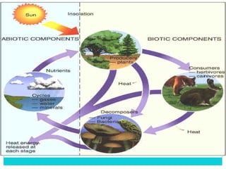 Intro of environment by pooja | PPT