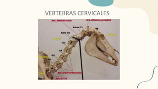 VERTEBRAS CERVICALES
 