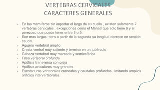 VERTEBRAS CERVICALES
CARACTERES GENERALES
➢ En los mamíferos sin importar el largo de su cuello , existen solamente 7
vertebras cervicales , excepciones como el Manatí que solo tiene 6 y el
perezoso que puede tener entre 8 o 9.
➢ Son mas largas, pero a partir de la segunda su longitud decrece en sentido
caudal.
➢ Agujero vertebral amplio
➢ Cresta ventral muy saliente y termina en un tubérculo
➢ Cabeza vertebral muy marcada y semiesférica
➢ Fosa vertebral profunda
➢ Apófisis transversa compleja
➢ Apófisis articulares muy grandes
➢ Escotaduras vertebrales craneales y caudales profundas, limitando amplios
orificios intervertebrales.
 