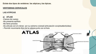 Existe dos tipos de vertebras: las atípicas y las típicas.
VERTEBRAS CERVICALES
LAS ATIPICAS
a) ATLAS
-Carece de cuerpo
-No presenta apófisis
-No tiene proceso
-Se articula con el cráneo por su extremo craneal (articulación occipitoatlantoidea)
- Permitir movimiento libre de la cabeza junto con el Axis
 