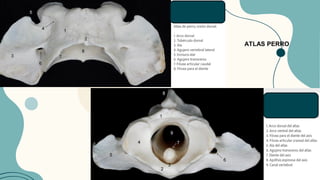 ATLAS PERRO
 
