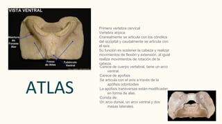 Primera vertebra cervical
Vertebra atípica
Cranealmente se articula con los cóndilos
del occipital y caudalmente se articula con
el axis
Su función es sostener la cabeza y realizar
movimientos de flexión y extensión, al igual
realiza movimientos de rotación de la
cabeza.
Carece de cuerpo vertebral, tiene un arco
ventral.
Carece de apofisis
Se articula con el axis a través de la
apófisis odontoides
La apófisis transversas están modificadas
en forma de alas.
Consta de:
Un arco dorsal, un arco ventral y dos
masas laterales.
ATLAS
 
