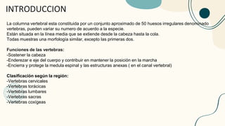 INTRODUCCION
La columna vertebral esta constituida por un conjunto aproximado de 50 huesos irregulares denominado
vertebras, pueden variar su numero de acuerdo a la especie.
Están situada en la línea media que se extiende desde la cabeza hasta la cola.
Todas muestras una morfología similar, excepto las primeras dos.
Funciones de las vertebras:
-Sostener la cabeza
-Enderezar e eje del cuerpo y contribuir en mantener la posición en la marcha
-Encierra y protege la medula espinal y las estructuras anexas ( en el canal vertebral)
Clasificación según la región:
-Vertebras cervicales
-Vertebras torácicas
-Vertebras lumbares
-Vertebras sacras
-Vertebras coxígeas
 