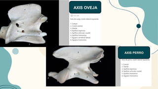 AXIS PERRO
AXIS OVEJA
 