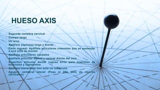 HUESO AXIS
◦ Segunda vertebra cervical
◦ Cuerpo largo
◦ Un arco
◦ Apófisis espinosa larga y fuerte
◦ Parte craneal: Apófisis articulares craneales que se asemejan
a una silla de montar
◦ Apófisis articulares caudales
◦ Apófisis articular dorsal y ventral diente del axis
◦ Superfice articular dorsal rugosa sirve para insercion de
musculos y ligamentos
◦ Apófisis transversa con solo un tubérculo
◦ Agujero vertebral lateral (Pasa el 2do para de nervios
cervicales)
 