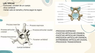 LAS TIPICAS
-Comunes, constan de un cuerpo
-Arco vertebral
-Varían solo en tamaño y forma según la region
-PROCESO ESPINOSO
-FACETAS ARTICULAR CRANEAL
-FACETAS ARTICULAR CRANEAL
-PROCESOA ARTICULAR CRANEAL
-EXTREMIDAD ARTICULAR CAUDAL
-PROCESOS TRANSVERSOS
 
