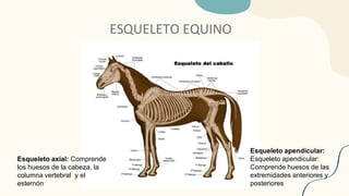 ESQUELETO EQUINO
Esqueleto axial: Comprende
los huesos de la cabeza, la
columna vertebral y el
esternón
Esqueleto apendicular:
Esqueleto apendicular:
Comprende huesos de las
extremidades anteriores y
posteriores
 
