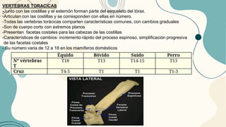 VERTEBRAS TORACICAS
-Junto con las costillas y el esternón forman parte del esqueleto del tórax.
-Articulan con las costillas y se corresponden con ellas en número.
-Todas las vertebras torácicas comparten características comunes, con cambios graduales
-Son de cuerpo corto con extremos planos
-Presentan facetas costales para las cabezas de las costillas
-Características de cambios: incremento rápido del proceso espinoso, simplificación progresiva
de las facetas costales
- Su número varia de 12 a 18 en los mamíferos domésticos
 