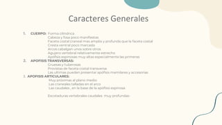 Caracteres Generales
1. CUERPO: Forma cilíndrica
Cabeza y fosa poco manifiestas
Faceta costal craneal mas amplia y profunda que la faceta costal
Cresta ventral poco marcada
Arcos cabalgan unos sobre otros
Agujero vertebral relativamente estrecho
Apófisis espinosas muy altas especialmente las primeras
2. APOFISIS TRANSVERSAS:
Gruesas y tuberosas
Provistas de faceta costal transversa
Las ultimas pueden presentar apófisis mamilares y accesorias
3. APOFISIS ARTICULARES:
Muy próximas al plano medio
Las craneales talladas en el arco
Las caudales , en la base de la apófisis espinosa
Escotaduras vertebrales caudales muy profundas-
 