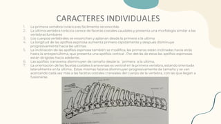 CARACTERES INDIVIDUALES
1. La primera vertebra torácica es fácilmente reconocible.
2. La última vertebra torácica carece de facetas costales caudales y presenta una morfología similar a las
vertebras lumbares
3. Los cuerpos vertebrales se ensanchan y aplanan desde la primera a la ultima
4. La longitud de las apófisis espinosa aumenta primero rápidamente y después disminuye
progresivamente hacia las ultimas
5. La inclinación de las apófisis espinosa también se modifica, las primeras están inclinadas hacia atrás
hasta la antepenúltima, que presenta una apófisis vertical . Por detrás de éstas las apófisis espinosas
están dirigidas hacia adelante..
6. Las apófisis transversa disminuyen de tamaño desde la ´primera a la ultima,
7. La orientación de las facetas costales transversas es ventral en la primera vertebra, estando orientada
lateralmente en la última.. Estas mismas facetas disminuyen progresivamente de tamaño y se van
acercando cada vez más a las facetas costales craneales del cuerpo de la vertebra, con las que llegan a
fusionarse.
 