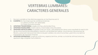 VERTEBRAS LUMBARES:
CARACTERES GENERALES
1. Numero variable en las distintas especies, en los Equinos son 6.
2. CUERPO: Es mas largo que las vertebras torácicas
La cabeza y la fosa son aplanadas
La Cresta ventral es gruesa
3. APOFISIS TRANSVERSA: Largas, anchas y de bordes finos.
4. APOFISIS MAMILARES: Tuberculares y fusionadas a las articulares
5. APOFISIS ARTICULARES, encajadas unas con otras , esta disposición tiene como resultado la restricción
de los movimientos de lateralidad y rotación y la facilidad de realizar movimientos más precisos de
flexión y extensión dorsoventral. Esto le da gran solidez a la columna lumbar y permite una óptima
transmisión de impulsos motores
6. APOFISIS ESPINOSAS: Longitud uniforme y aspecto laminar, similar a a la de las ultimas torácicas,
aparecen algo dirigidas hacia delante.
 
